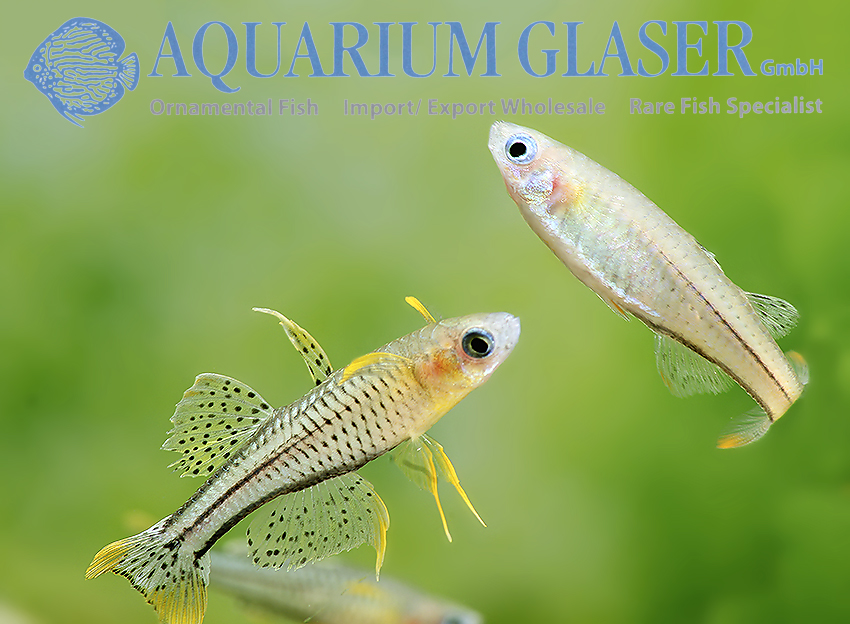 aquariumglaser's tweet photo. #Pseudomugil #gertrudae #Aru2
find more details and pics @ https://t.co/kgExUnuDLM https://t.co/E1APclYDTc