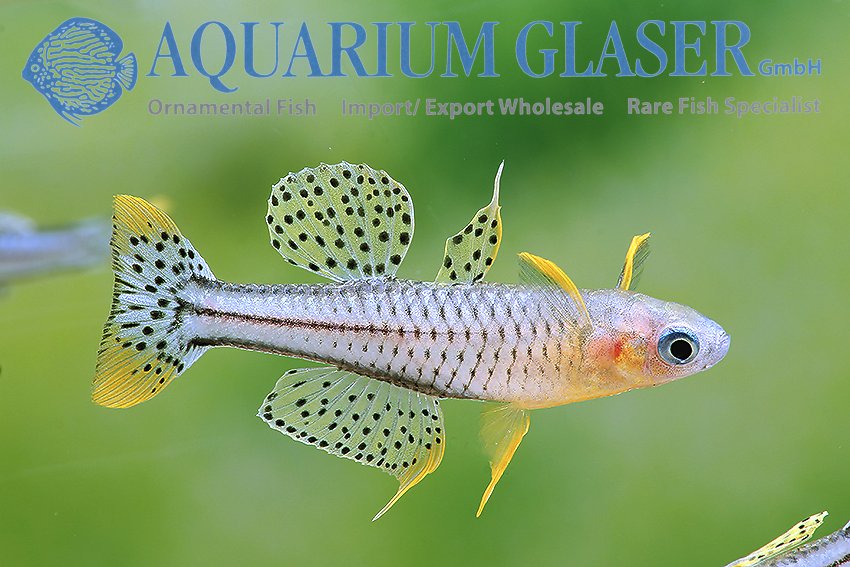 aquariumglaser's tweet photo. #Pseudomugil #gertrudae #Aru2
find more details and pics @ https://t.co/kgExUnuDLM https://t.co/E1APclYDTc