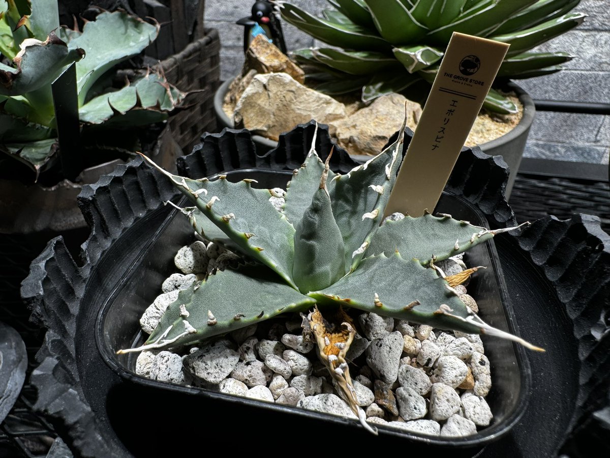 【アガベ ユタエンシス エボリスピナ】🪴
《Agave utahensis var. eborispina》

価格も驚くほど安くなってて、ついお迎えしちゃった株です😂w
どの鉢に植え替えをするか悩み中💭(この考えてる時間が、楽しいよねw）

#アガベ #agave #竜舌蘭 #ユタエンシス #エボリスピナ #珍奇植物 #多肉植物 #植物