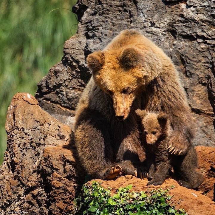 DrTOMontgomery's tweet image. #Wildlife 

So, Sweden is wiping out 20% of its brown bears.

The UK has killed half its badgers - over 200,000.

Canada is shooting starving polar bears because garbage is left out.

That&apos;s just today&apos;s reports in one newspaper.

theguardian.com/environment/ar…