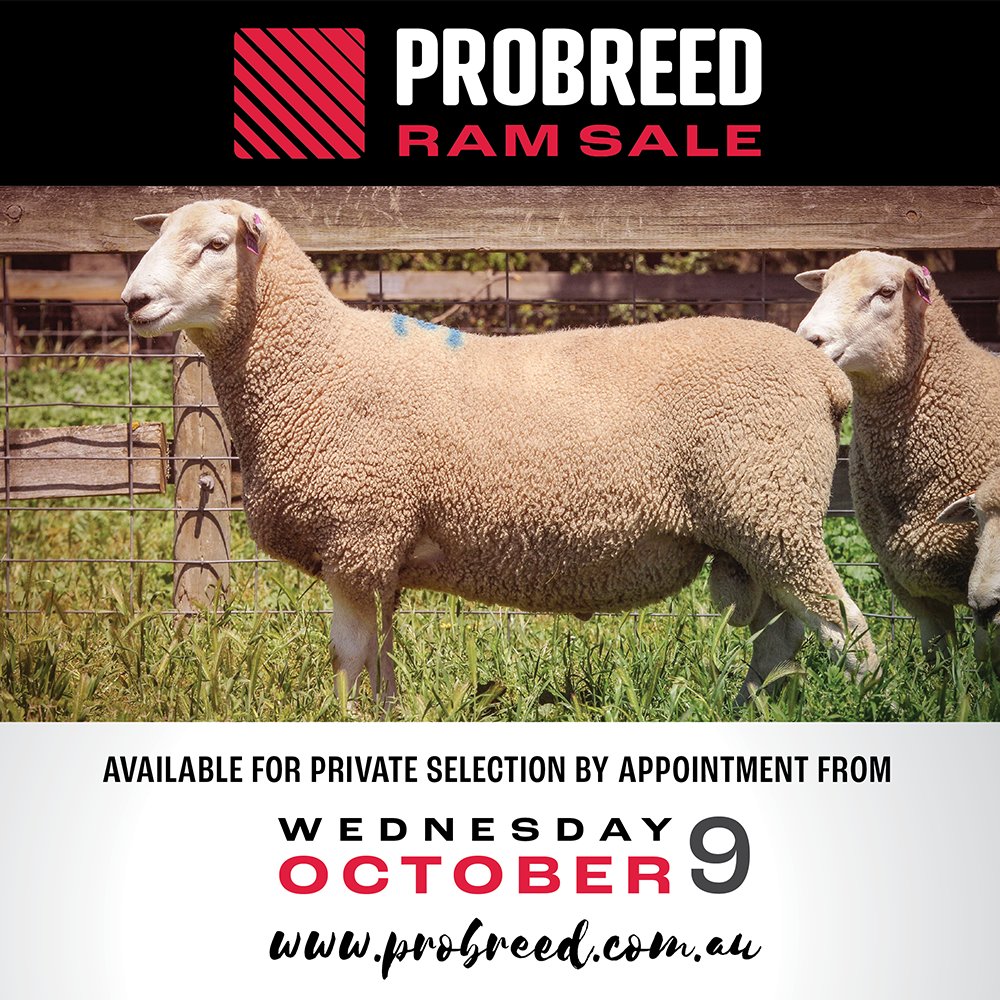 UPCOMING RAM SALE: available for private selection, by appointment, from Wednesday 9 October 2024.
probreed.com.au/post/upcoming-…
#probreed #ramsale