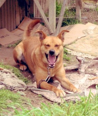 うちの子になった犬の話
そいつは隣町を1匹でさまよっていたらしい。
捕獲されM市の保健所に収容されていたところ、殺処分を目前に迎えに行ったのは養鶏を営むJ子さん(私の母)。
「迷い犬」は「番犬」に転身、鶏舎に居を構える。