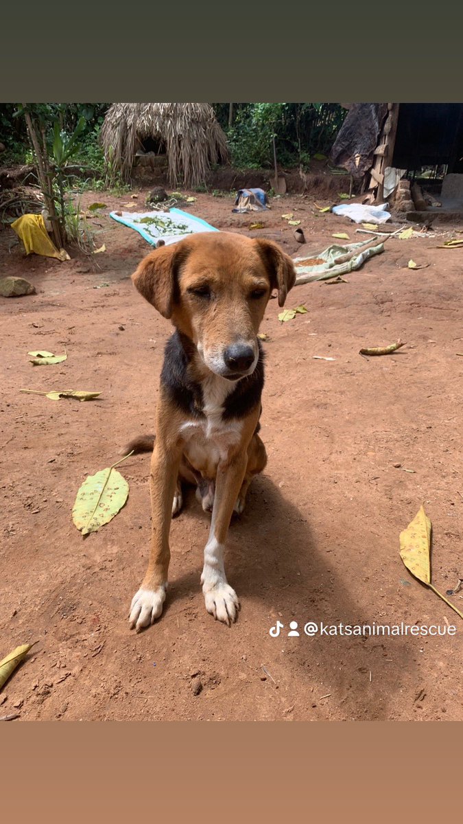 katsdog's tweet photo. ‼️‼️APPEAL UPDATE ‼️‼️
No donation has been raised so far on our call.
Please your support is needed.Any amount given makes a change.
to make a donation 🤲🐾❤️
https://t.co/8SCaKdkBWb or https://t.co/DpPaPXKNtI to; +256701306815
.
#repost #share #donate #dogfood #dogs https://t.co/REmvsoyWzm