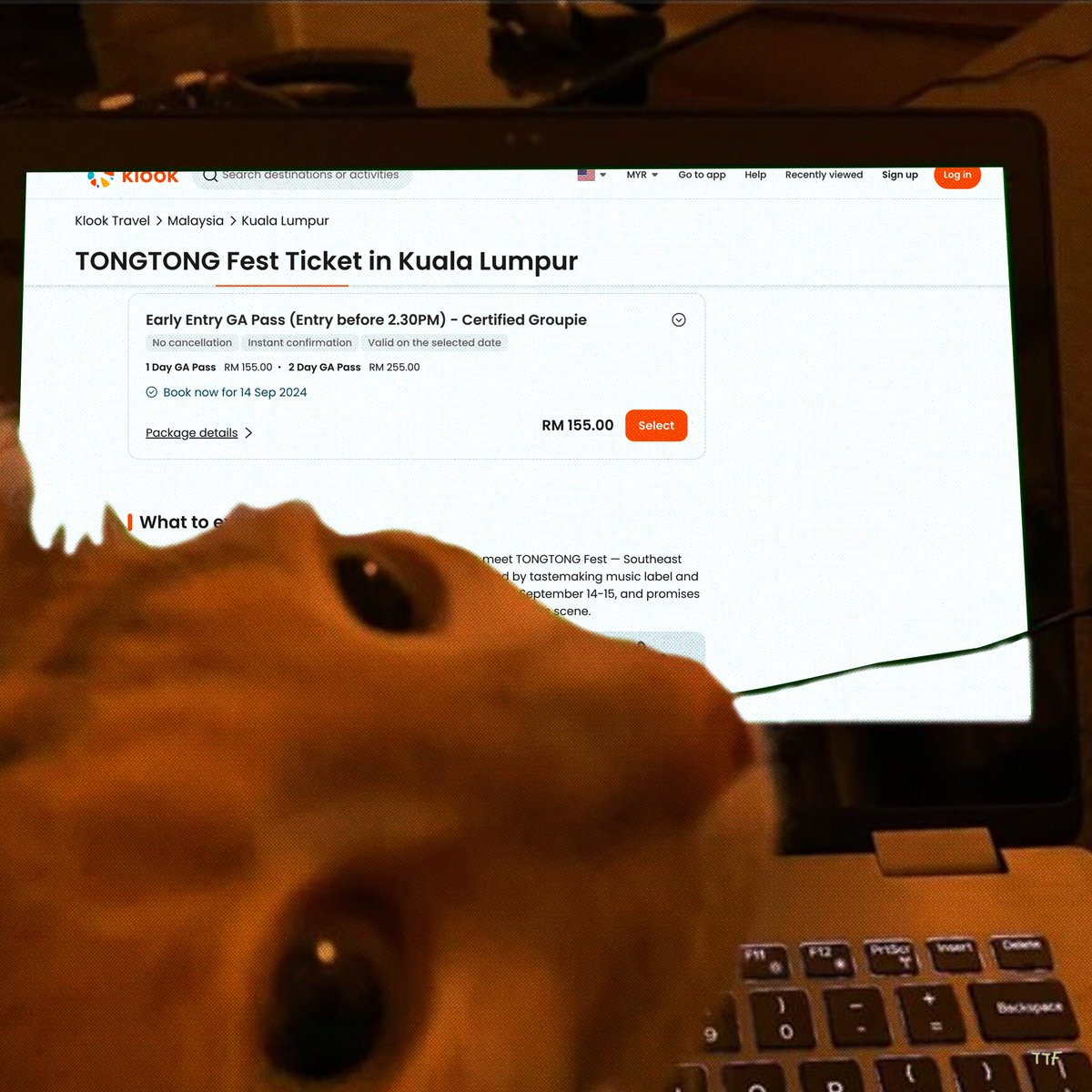 tongtongfest's tweet image. We’re dedicating this one to…all our truest earliest of birds 🕊️So early, they beat the worms🪱

If you’re on a tight budget and don’t mind clocking ⏰ in some extra hours to save a few extra 💵💷💶💴 Purchase our Early Entry GA Passes.