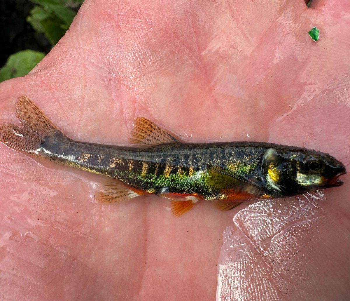 Ribble Rivers Trust tweet media