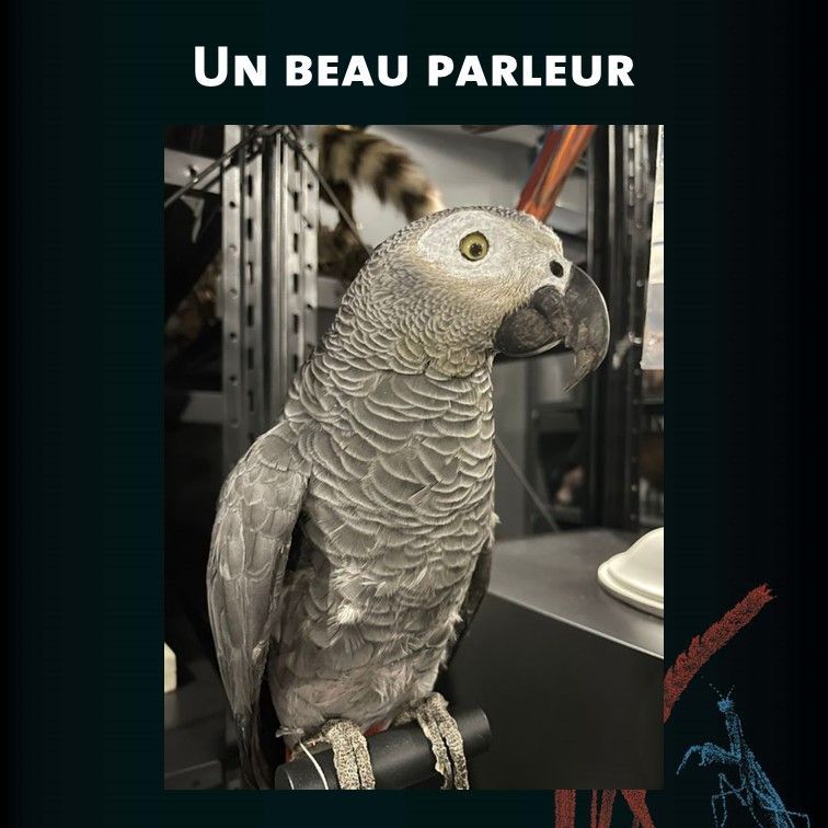 Muséum d'Orléans (@museumorleans) on Twitter photo 🦜 Le #perroquet gris du Gabon, ou perroquet jaco (Psittacus erithacus), est un des meilleurs parleurs parmi les perroquets !
Pour plus d’informations, nous vous conseillons l’épisode « Perroquet, le ara qui rit » de La Science, CQFD publié le mercredi 19 juin sur <a href="/franceculture/">France Culture</a> 🦜 Le #perroquet gris du Gabon, ou perroquet jaco (Psittacus erithacus), est un des meilleurs parleurs parmi les perroquets !
Pour plus d’informations, nous vous conseillons l’épisode « Perroquet, le ara qui rit » de La Science, CQFD publié le mercredi 19 juin sur <a href="/franceculture/">France Culture</a>