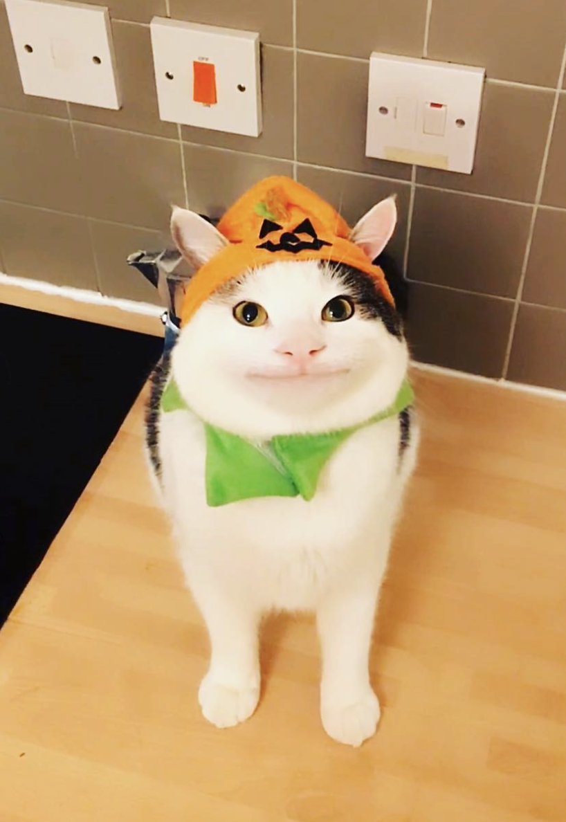 Polite Cat 😼 tweet media