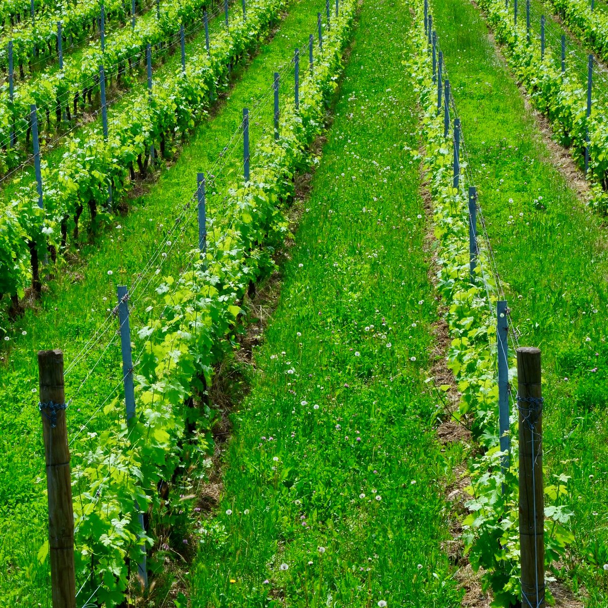 Under the hills of #Valpolicella there is a blend of limestone, clay, volcanic soil that infuses every #grape with the character of our region. Our Valpolicella #wines offer elegance and structure, juicy and vibrant in their youth and perfect for aging and savouring with time🍷