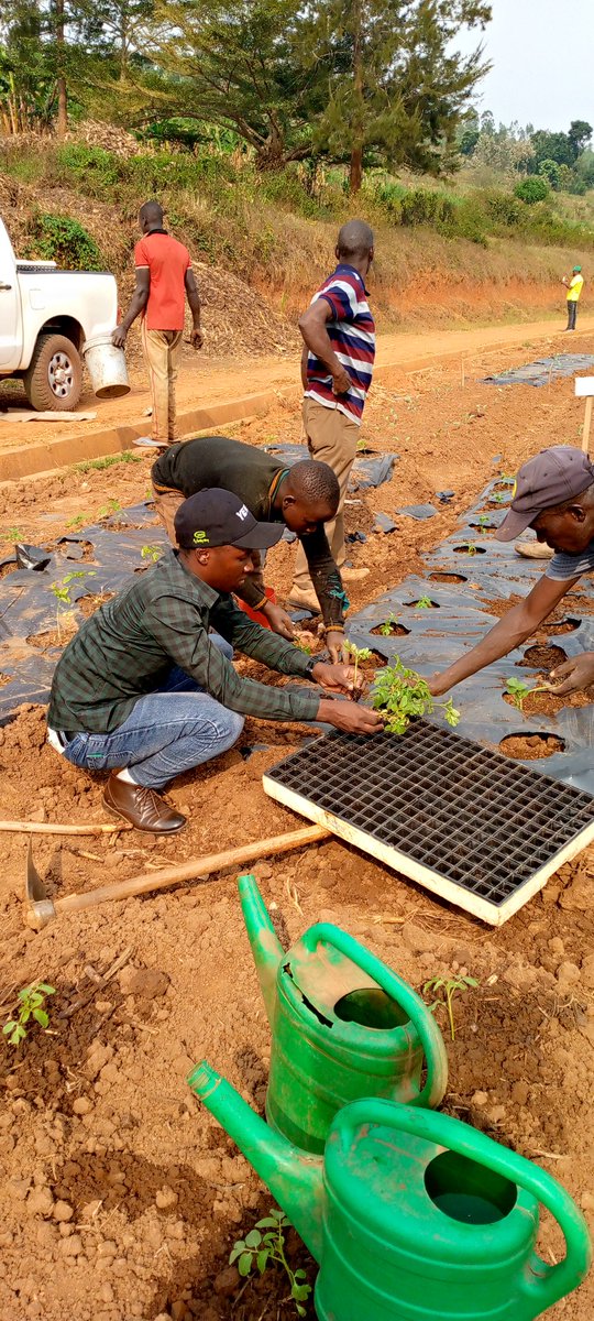 MWISENEZAF59205's tweet photo. Agriculture has always been more than a profession to me, it's a deep-rooted dedication driven by a commitment to feeding our community. Every seed sown, every crop harvested, brings us closer to ensuring food security and a sustainable future🌱 #AgriDedication #FeedingTheFuture https://t.co/fa6z2ZtJA6