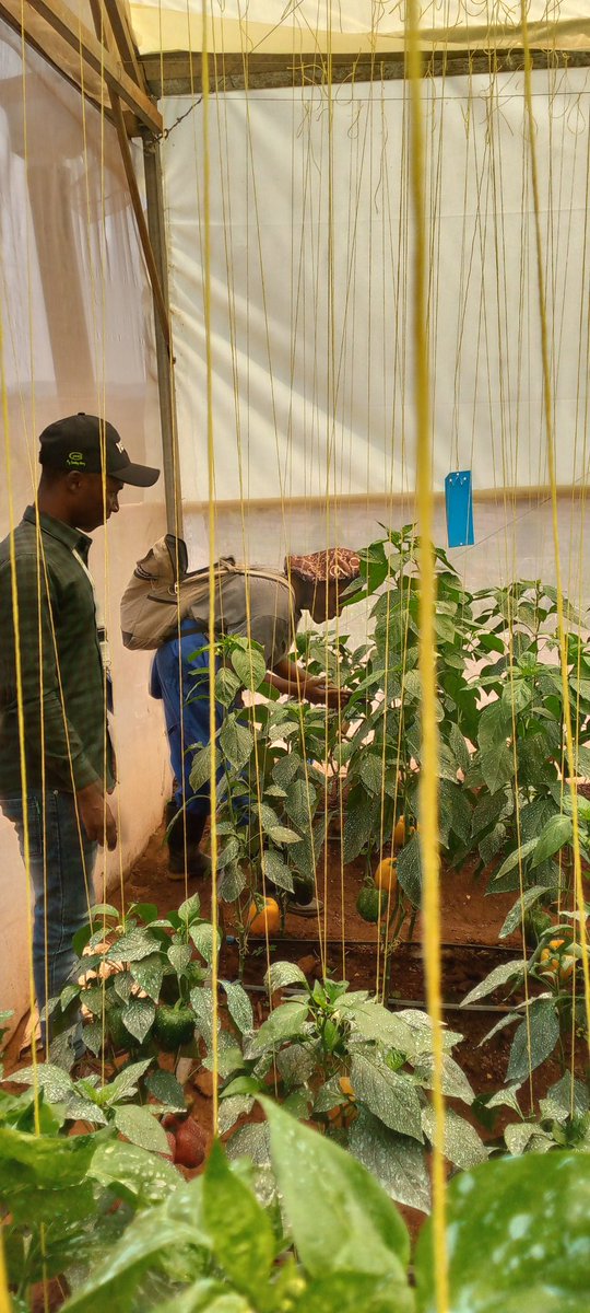 MWISENEZAF59205's tweet photo. Agriculture has always been more than a profession to me, it's a deep-rooted dedication driven by a commitment to feeding our community. Every seed sown, every crop harvested, brings us closer to ensuring food security and a sustainable future🌱 #AgriDedication #FeedingTheFuture https://t.co/fa6z2ZtJA6