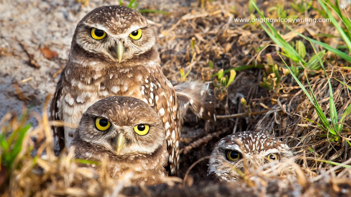 Louisa Sando-Patel tweet media