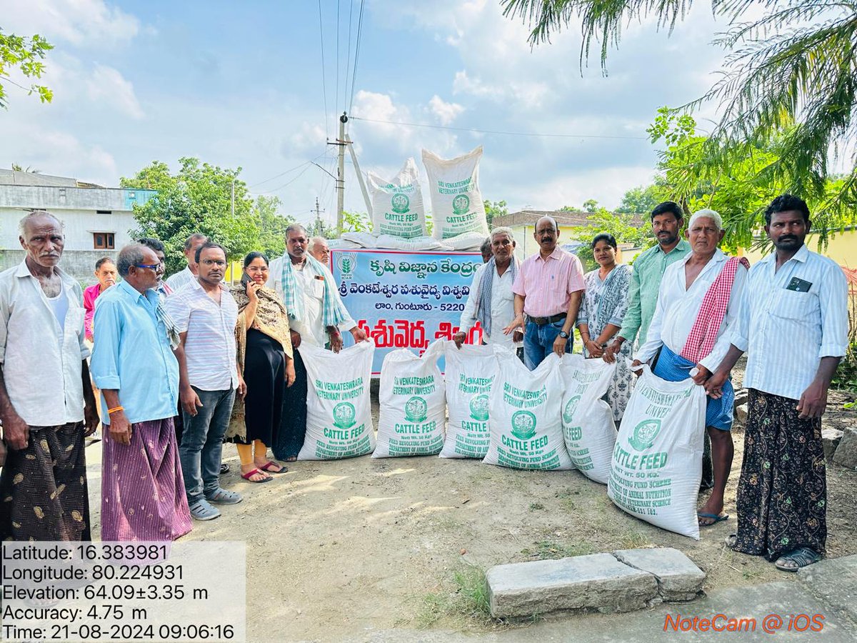 svvetvarsity's tweet photo. Animal health camp was conducted at Kattavari palem, Sattenapalli Palnadu district and distribution of SVVU TMR and area specific mineral mixture https://t.co/kOzgUylD4A