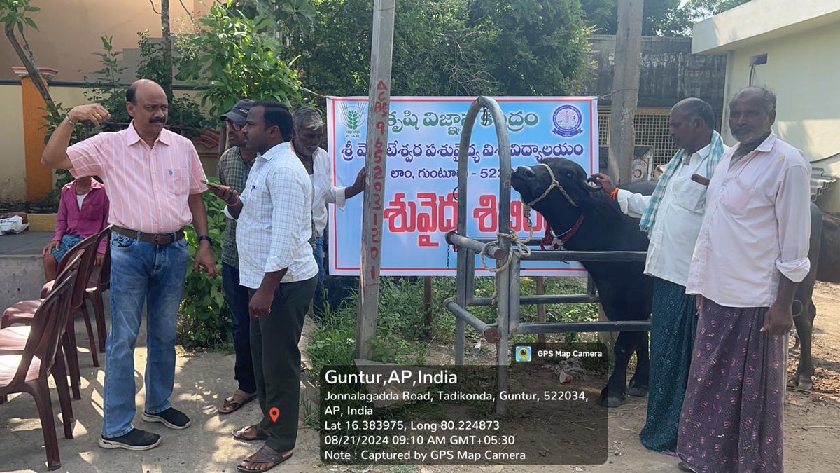 svvetvarsity's tweet photo. Animal health camp was conducted at Kattavari palem, Sattenapalli Palnadu district and distribution of SVVU TMR and area specific mineral mixture https://t.co/kOzgUylD4A
