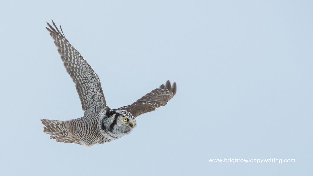 Louisa Sando-Patel tweet media