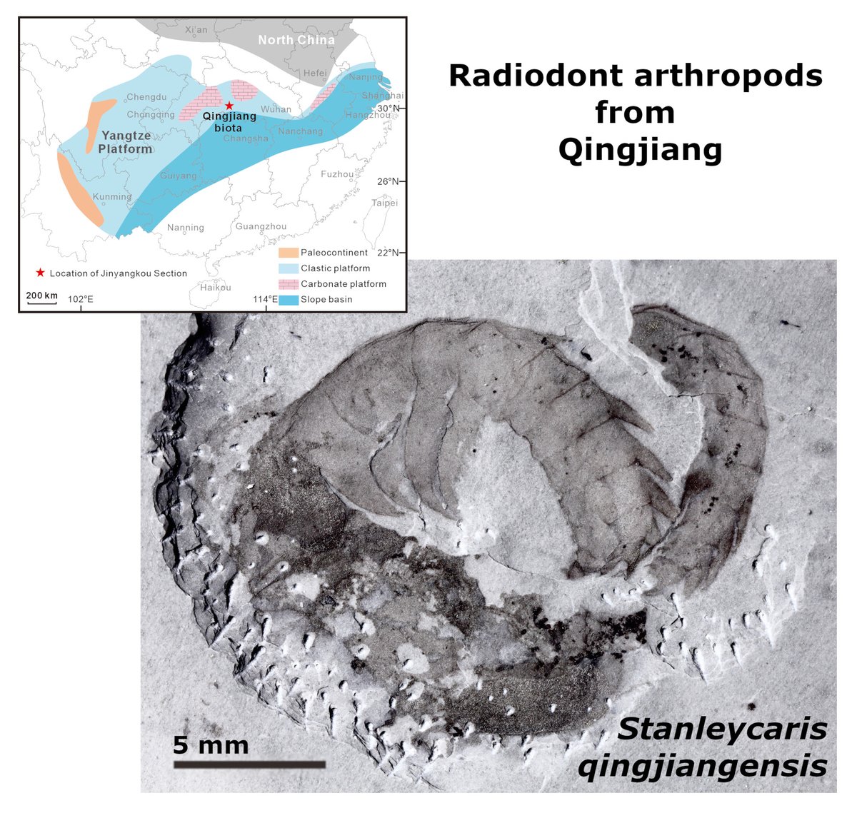 The PalAss (@thepalass) on Twitter photo Exceptionally preserved radiodont arthropods from the lower Cambrian Qingjiang Lagerstätte, South China - biogeography & diversity onlinelibrary.wiley.com/doi/full/10.10… #PapersinPalaeontology <a href="/wileyearthspace/">Wiley Earth and Space Science</a> Exceptionally preserved radiodont arthropods from the lower Cambrian Qingjiang Lagerstätte, South China - biogeography & diversity onlinelibrary.wiley.com/doi/full/10.10… #PapersinPalaeontology <a href="/wileyearthspace/">Wiley Earth and Space Science</a>