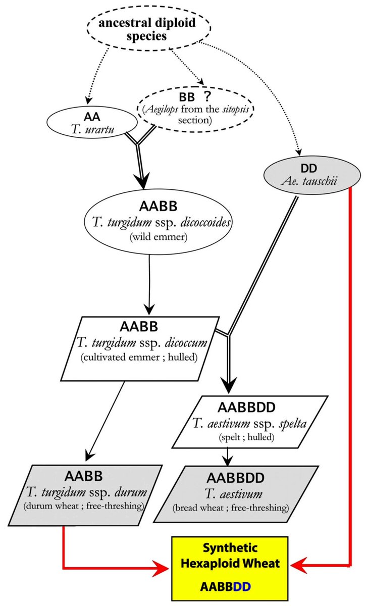 AgriExperts's tweet image. Article by Mokhtari et al.
#Physiological and #antioxidant responses of synthetic #hexaploid wheat germplasm under drought

Selection for adaptive and suitable genotypes is possible for drought tolerance in #synthetic wheat #germplasm bmcplantbiol.biomedcentral.com/articles/10.11…