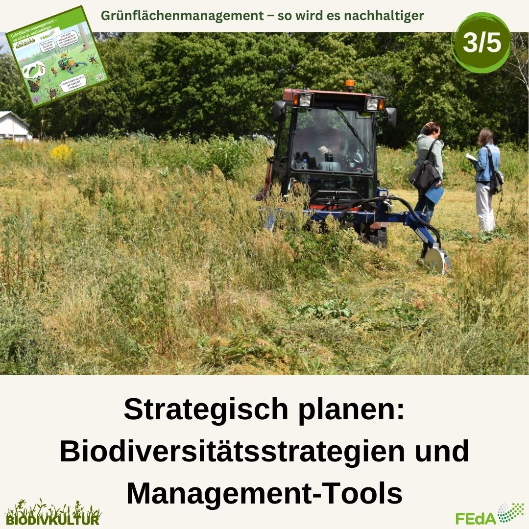 BioDivKultur (@biodivkultur) on Twitter photo Tipp 3️⃣ aus unserem Leitfaden lautet: Strategisch planen! Heißt konkret: Entwickelt Biodiversitätsstrategien und Management-Tools! Sie bilden die Grundlage für ein erfolgreiches, nachhaltiges Pflegekonzept. 🦗🐜 🦋 <a href="/FEdA_Biodiv/">FEdA | Biodiversität erforschen und erhalten</a>
feda.bio/de/pressemitte… Tipp 3️⃣ aus unserem Leitfaden lautet: Strategisch planen! Heißt konkret: Entwickelt Biodiversitätsstrategien und Management-Tools! Sie bilden die Grundlage für ein erfolgreiches, nachhaltiges Pflegekonzept. 🦗🐜 🦋 <a href="/FEdA_Biodiv/">FEdA | Biodiversität erforschen und erhalten</a>
feda.bio/de/pressemitte…