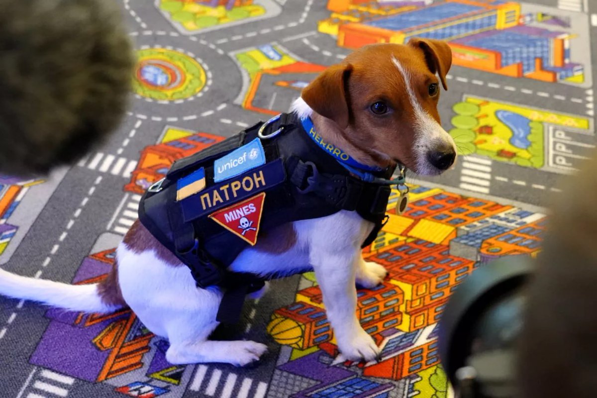 $PATRON is out here running these #TRON streets 🐕‍🦺