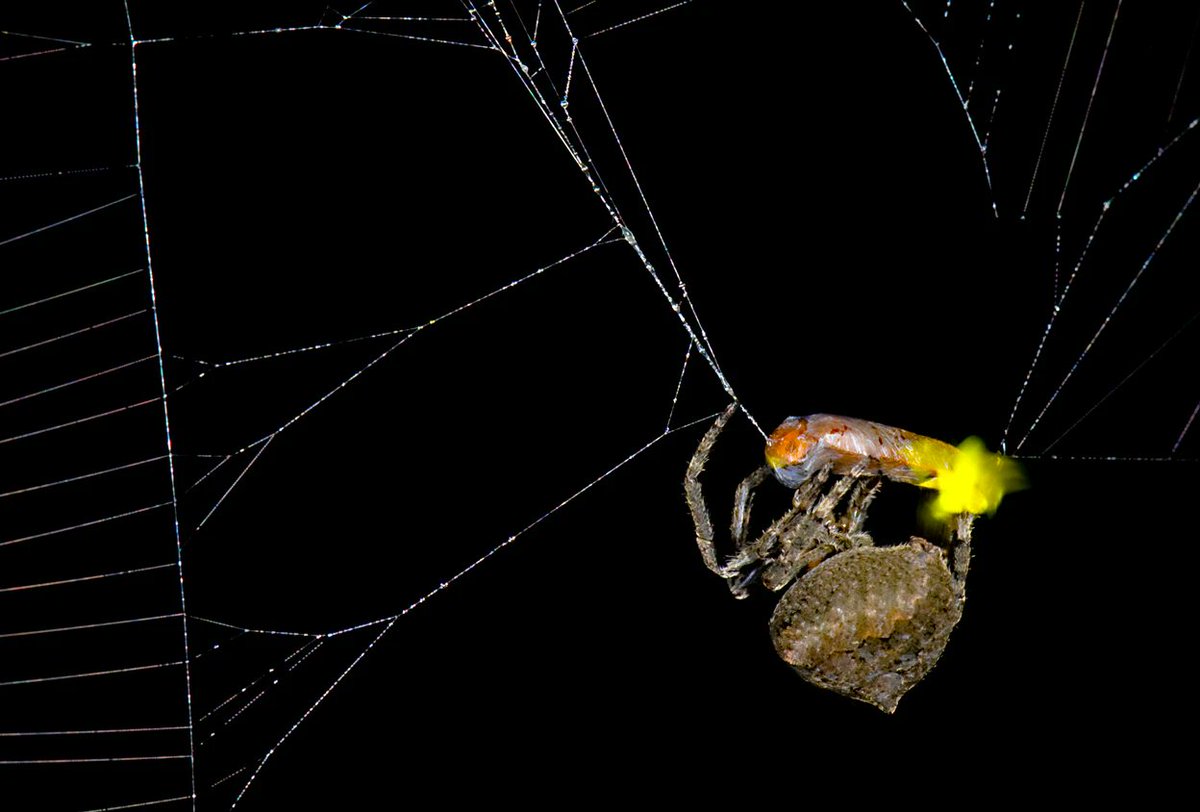 ElMeroBlog's tweet photo. 2/3 Mientras las arañas muerden y envuelven a las luciérnagas "señuelo", estas producen #destellos 🔦 similares a los que usan las ♀️♀️ de la especie para atraer a los ♂️♂️.

De esta manera, las arañas estarían #hackeando 🔑 el sistema de comunicación de las luciérnagas. https://t.co/WhGnznTUck