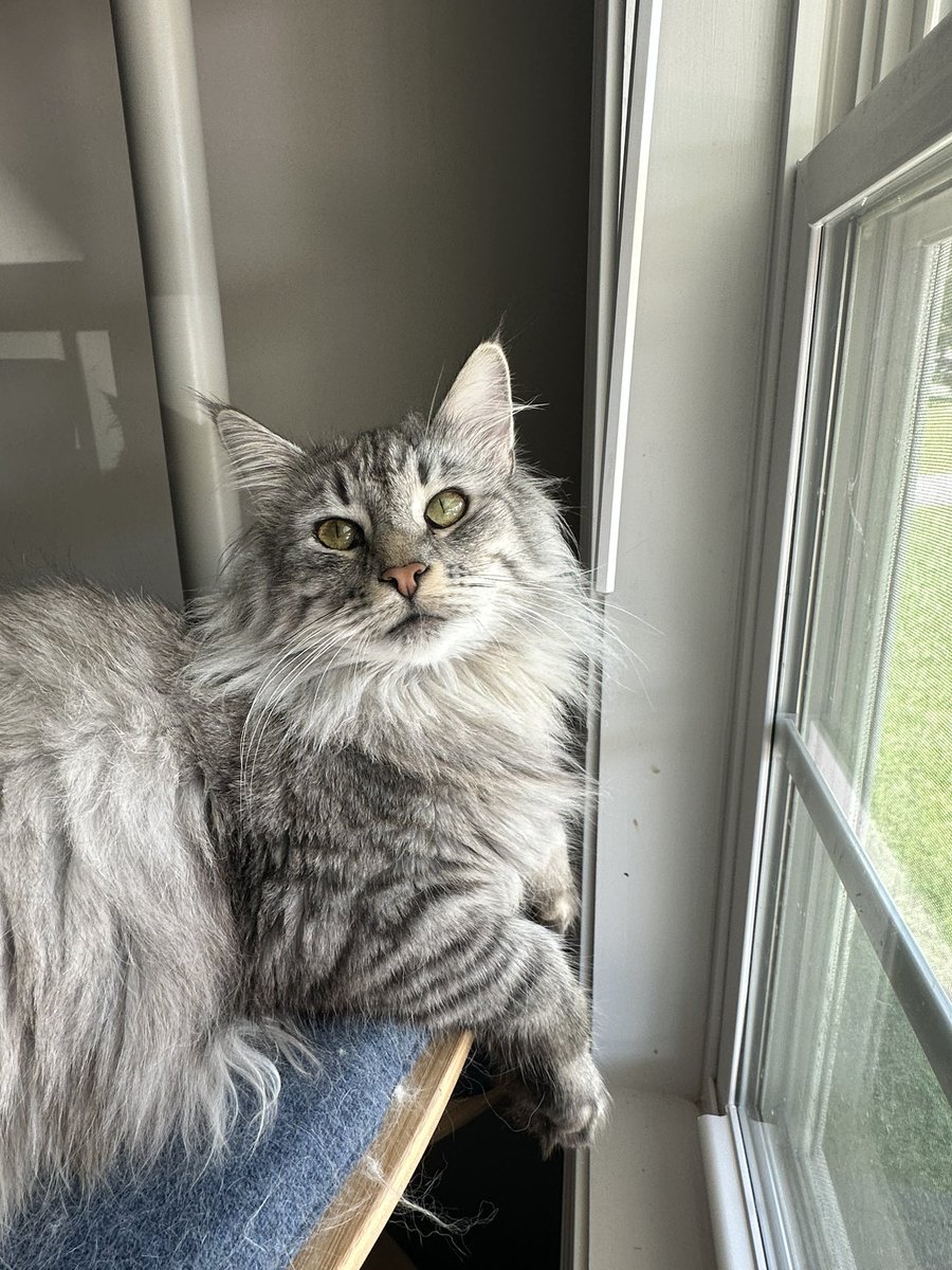Freyja tweet media