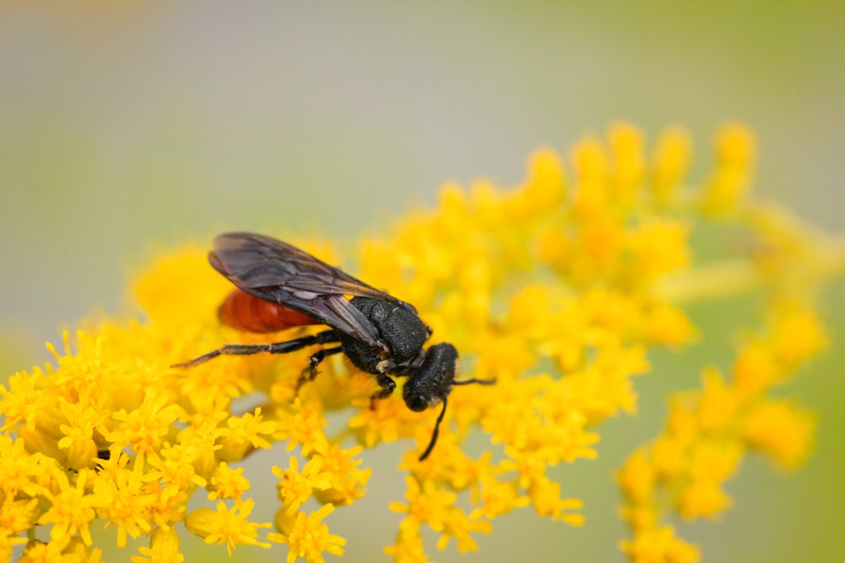 Tandis que la plupart des 🐝 sont bien actives durant l’été à collecter du pollen pour nourrir leurs larves, certaines ne suivent pas cette routine! Les 🐝 coucous (#cleptoparasites) pondent leurs œufs dans d'autres nids, laissant leurs larves être nourries par d'autres espèces.