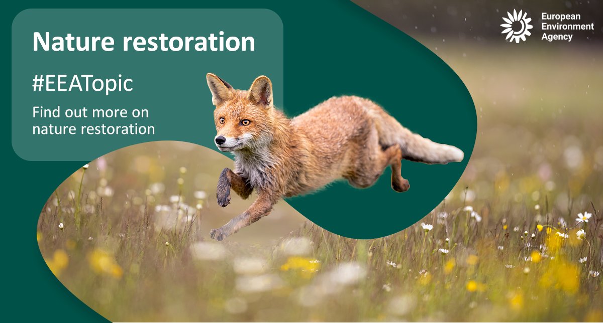 EUEnvironment's tweet image. With the EU's #NatureRestoration law now in force, what are the key challenges facing restoration and protection efforts? Find out more on related #keyfacts #EUaction on the #EEATopic issue: eea.europa.eu/en/topics/in-d…