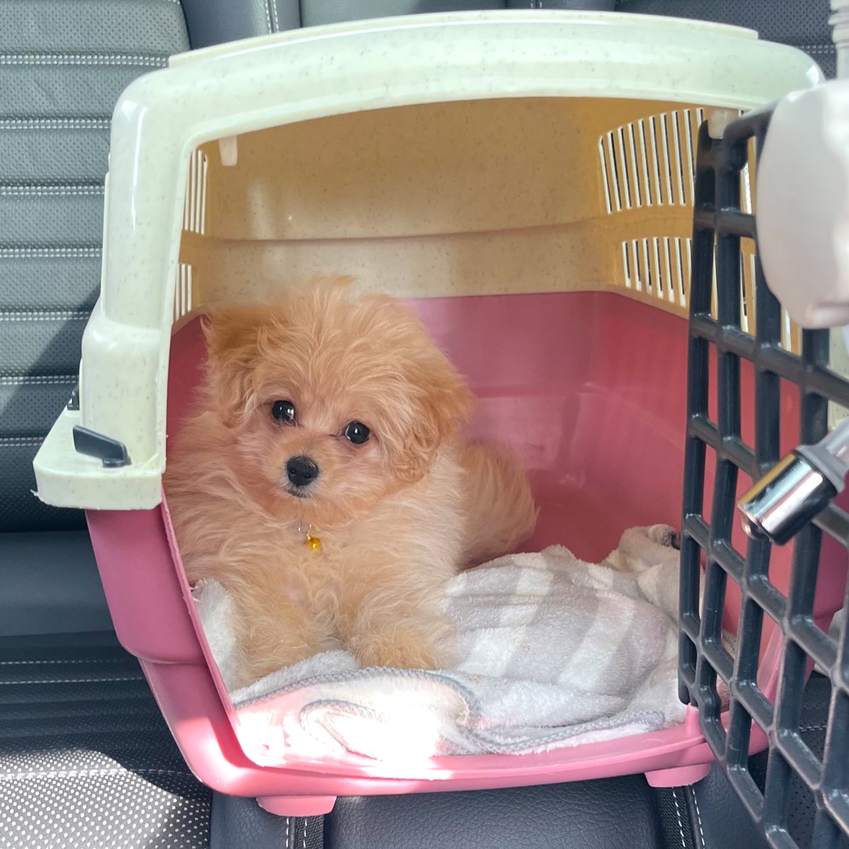junior1996328's tweet photo. 近況報告〜！
私たちに新しい家族が増えました🐾
こにまるくんです🐶

心配過ぎて忙しい日々ですが
友達がドッグトレーナーでよかった！
大先生感謝です！

一生守り抜くし、
沢山色んなところ一緒に行って
色んな景色観に行こうね〜☺️🤍
愛してるよ〜！！！

#犬友達募集 #犬のいる暮らし 
#ポメプー https://t.co/tDZE9bd6fs