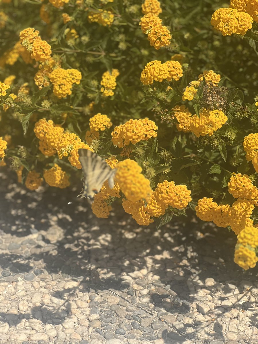 🦋
