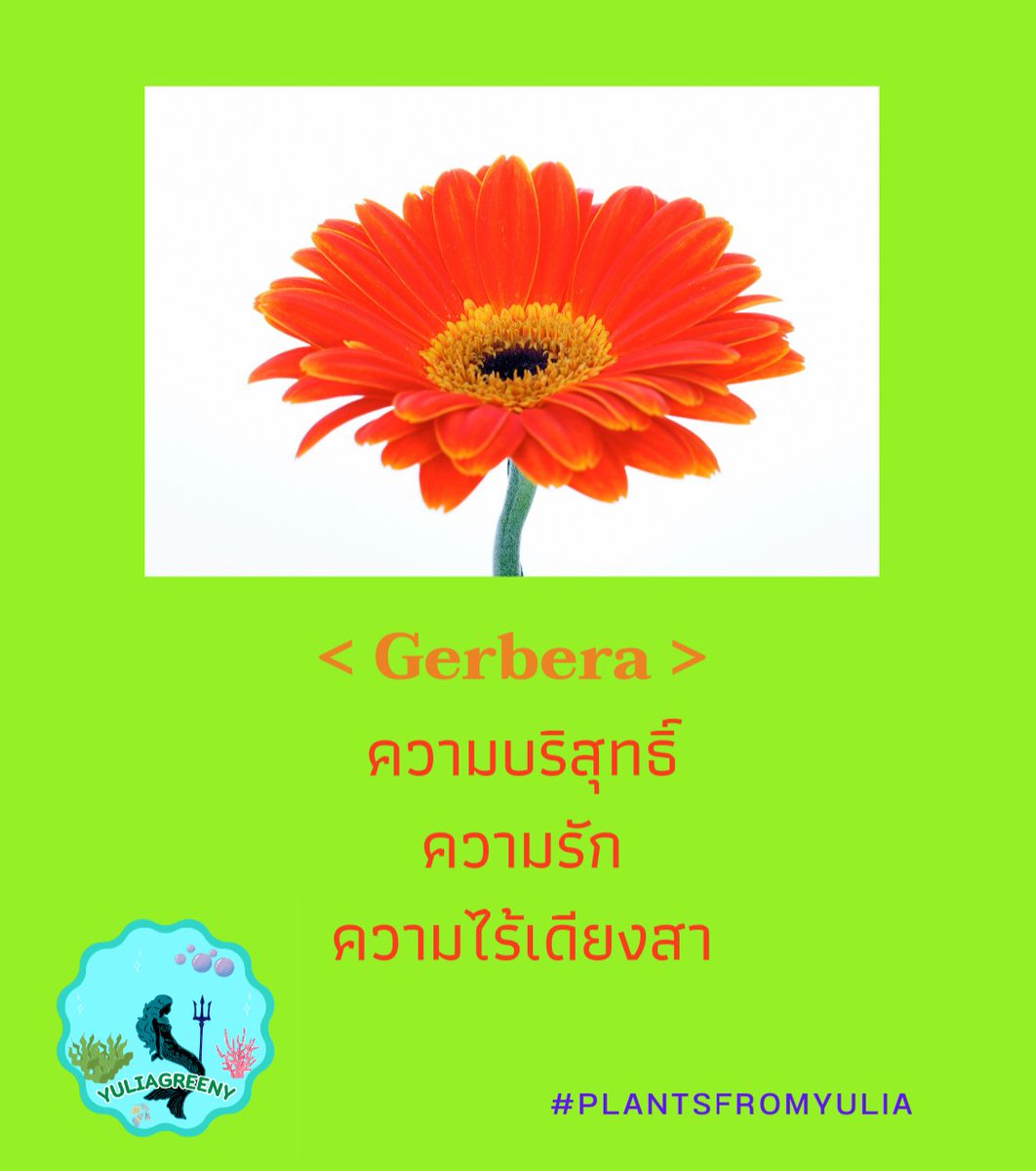 yuliagreeny's tweet photo. < Gerbera >

ฝากกดรี กดหัวใจ เป็นกำลังใจให้ยูด้วยนะคะ 💚🌷 #PLANTSFROMYULIA https://t.co/KFG4bD6m1m
