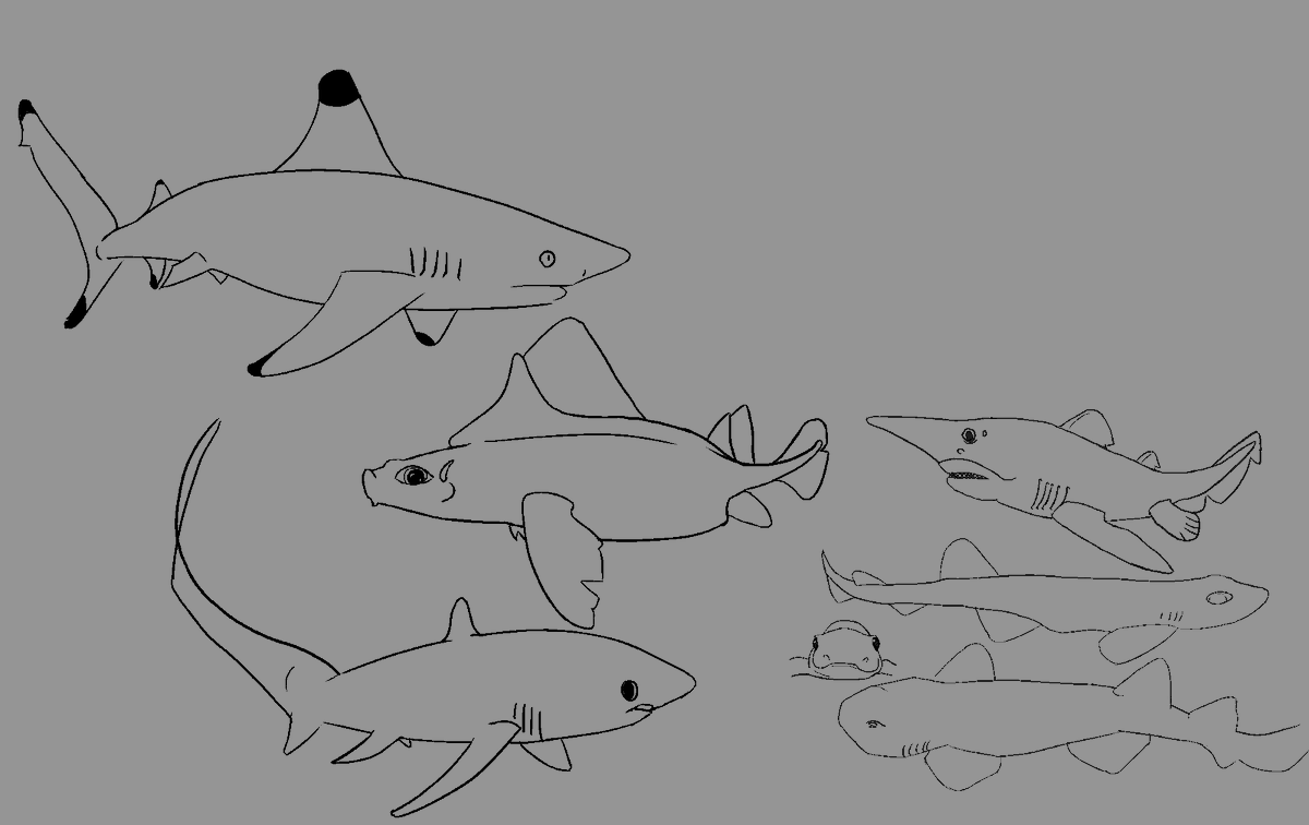 shark_posting's tweet photo. daily shar doodle day six!!! Blacktip Reefshark! 

Guys you might want to uhh re-calibrate your calenders(?) cos today its actually august 20th I did NOT miss a day hehehaha😀 https://t.co/6SWoS9gKqU