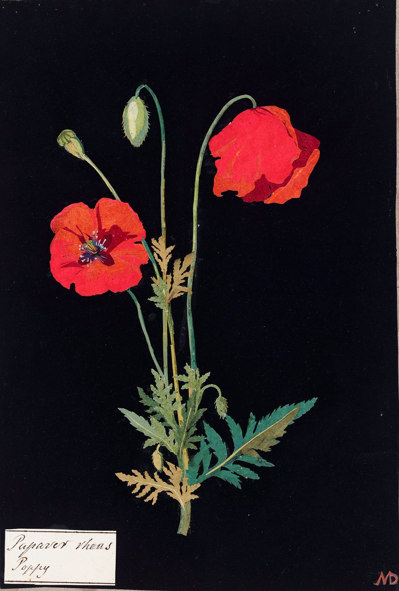 Poppy by Mary Delany (1700-1788), English artist, known for her botanical flower collages or 'paper-mosaicks' #WomensArt