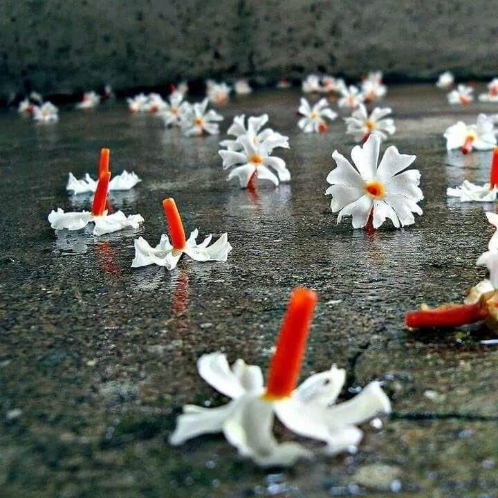 ManjuSh89934211's tweet photo. दिल कहता है भूल जा
#भूली_बिसरी बातों को
दुख देते अधूरे वादों को
छल कर गईं यादों को

काश कभी भुला पाता
भीगी सी मुलाकातों को
तुमसे मिली दादों को
प्रेम के उन संवादों को।

मं शर्मा (रज़ा)
#शायरांश 
#सरस
@hindivanii 
@paradise_sahity 
@Sahityik_kritya 
@goonjabhivyakti 
@tweetsahitya https://t.co/KFGjY0eNqi