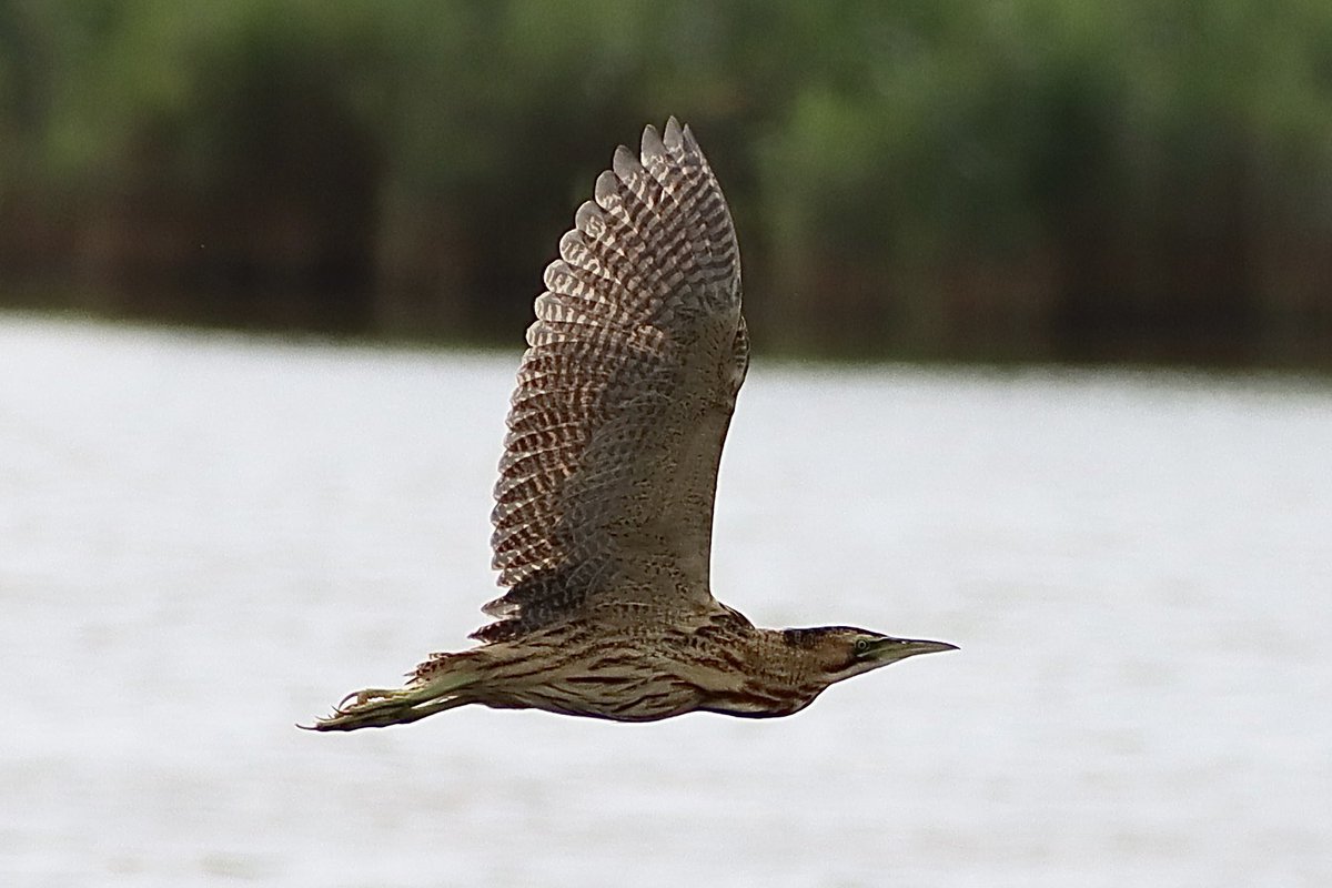 Julian10313910's tweet photo. Bitterns very active at #Minsmere yesterday https://t.co/MLVbr9BPjv