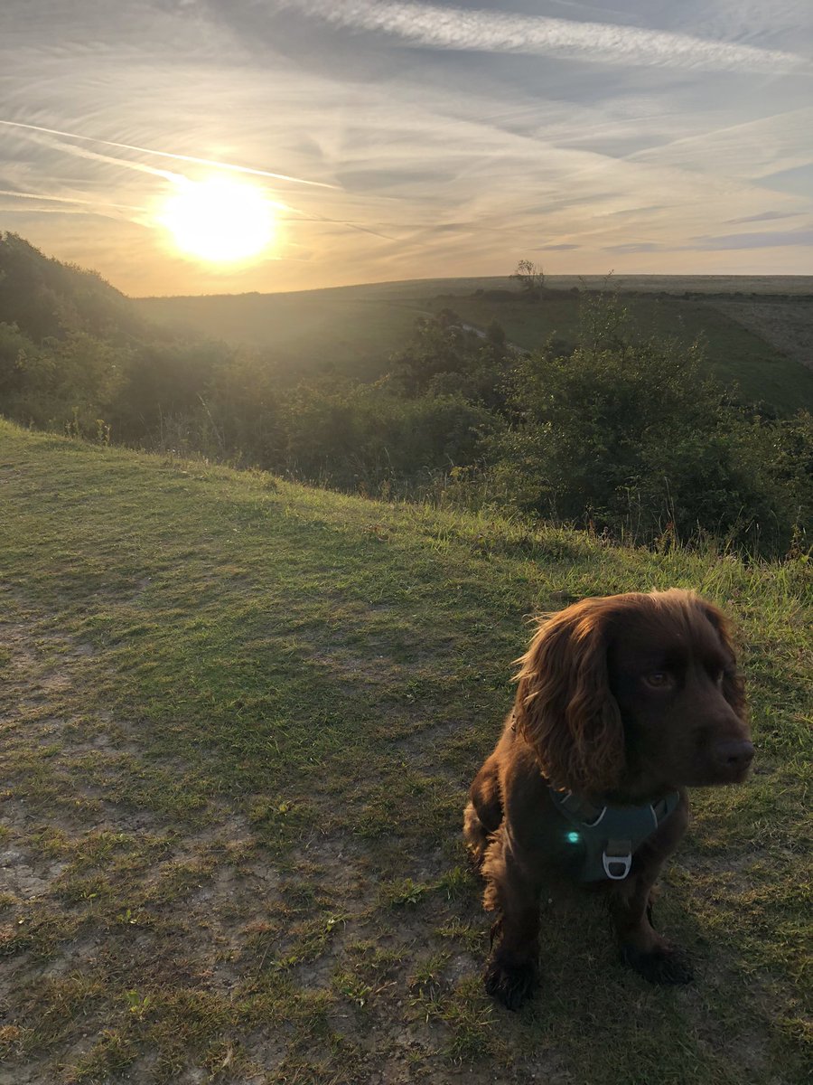 Early morning walk 🐶☀️