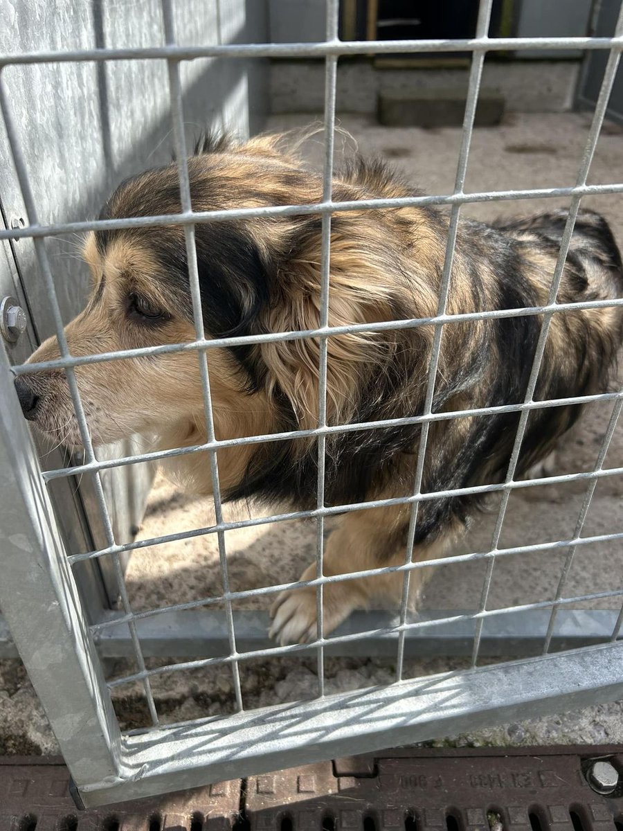Please retweet to help find the owner or a rescue space for this stray dog found #SALFORD #MANCHESTER #UK 
Now in Salford Council Kennels 
'J26983 Found on Buile Hill Park #M6
The dog is not chipped and no collar or tag
Do you know this dog? If so, please telephone our contact