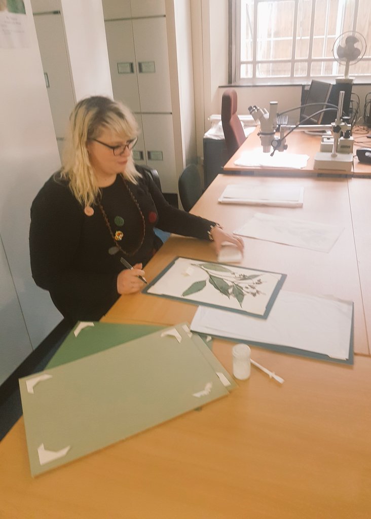 Rapid morphological change in UK populations of Himalayan balsam - New paper by <a href="/palaeo_botanist/">Amy Wyatt 🌱</a> and <a href="/AmgueddfaCymru/">Amgueddfa Cymru | Museum Wales</a> on the highly invasive Impatiens glandulifera. This research was part of Amy's Professional Training Year <a href="/Museum_Cardiff/">Amgueddfa Caerdydd</a> and is published in Scientific Reports