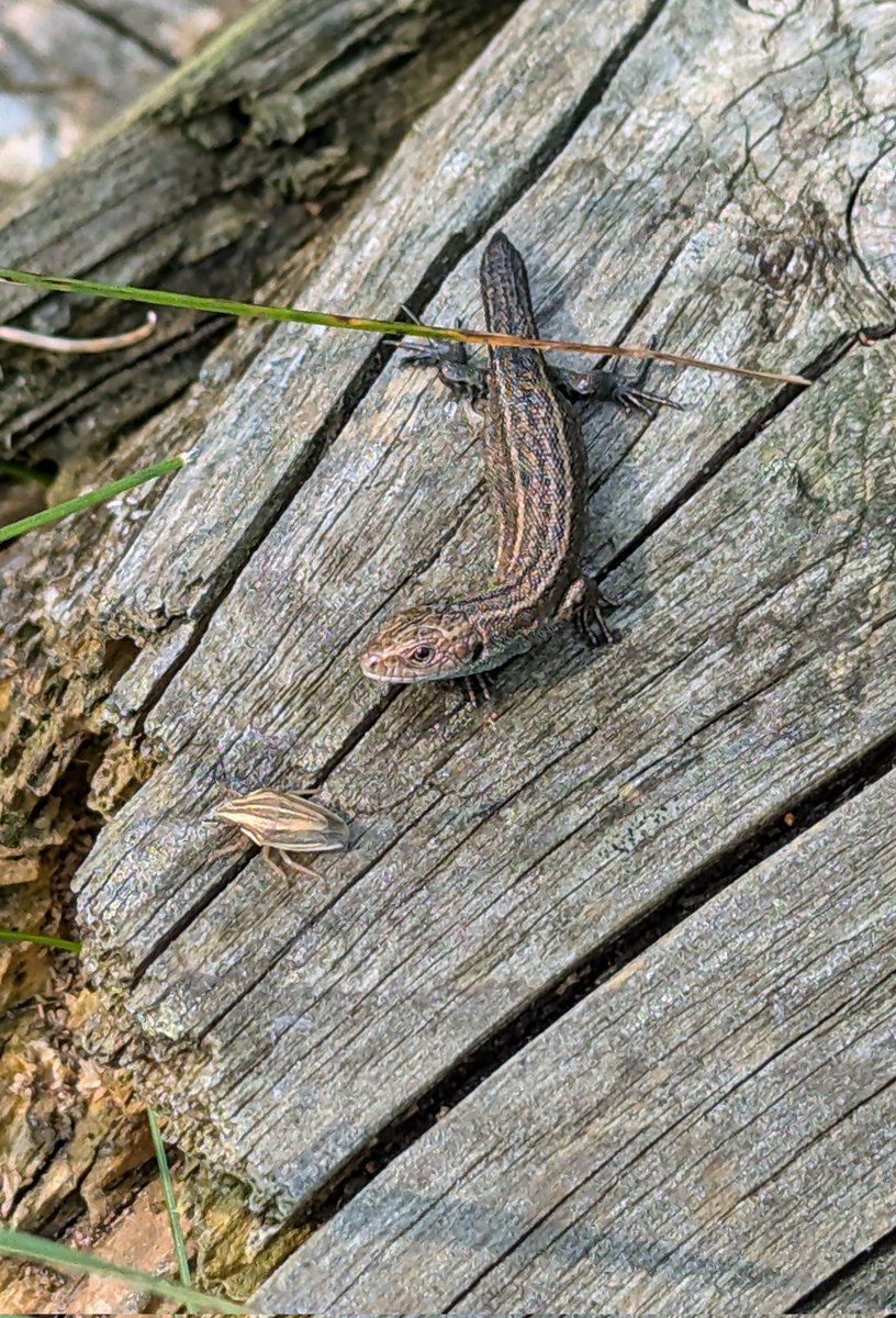 mandy_forde's tweet photo. Only the second time I've seen Bishop's Mitre #Sheildbug I'd forgotten how small they are & didn't even spot this one until I'd taken the photo of the baby Common Lizard on a strategically placed log pile in my meadow
#WildWebsWednesday
@cofnod @ARC_Bytes @BritishBugs https://t.co/IQYf7R5TL5