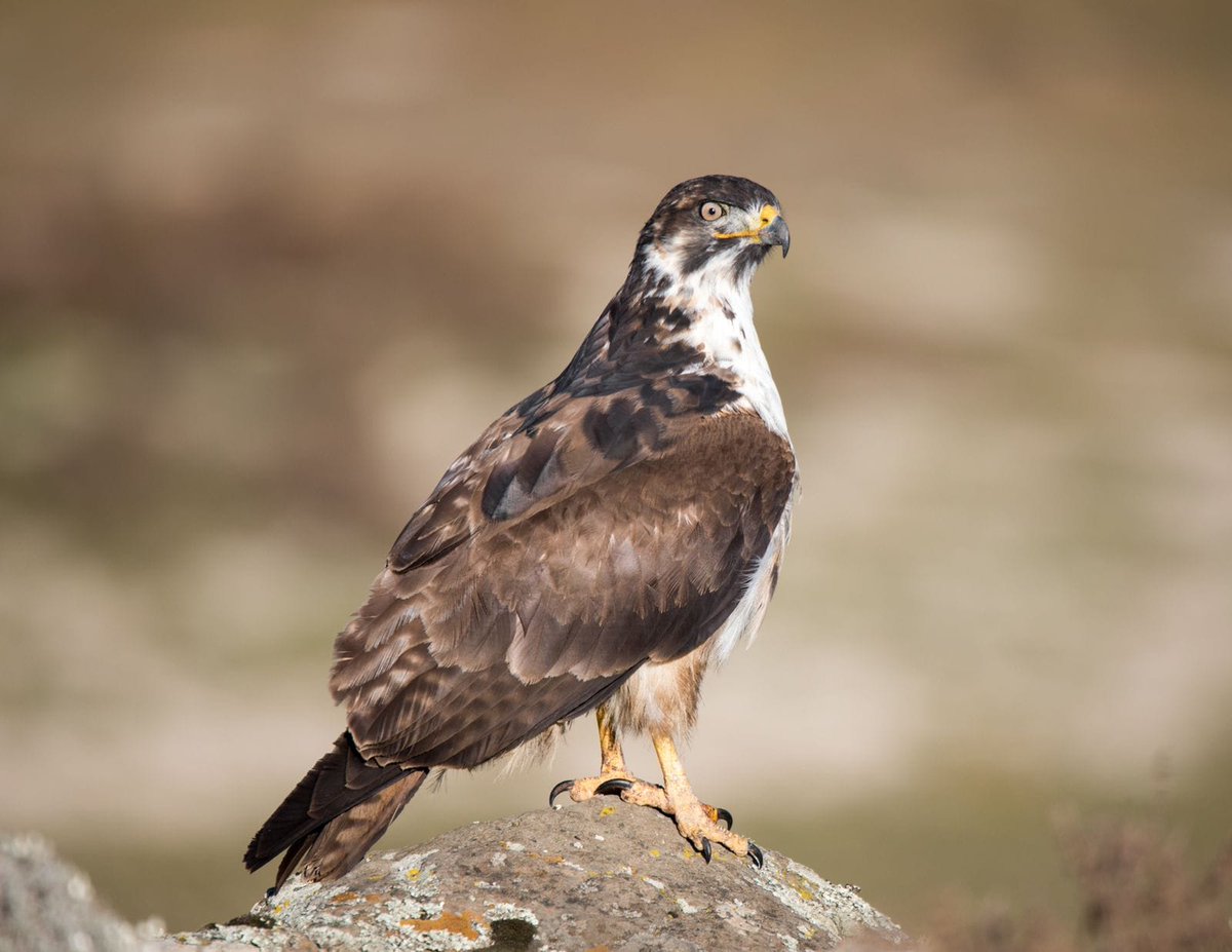 Exoticethiopian's tweet photo. Discover Ethiopia's Avian Wonders: Explore the Heart of Bird Ecology!
https://t.co/L67Wb7WAsF
#EthiopiaBirding #AvianAdventures #BirdWatchingTours #WildlifePhotography #TravelEthiopia #BirdingParadise #AfricanSafari #EthiopianWildlife #Project02 #BookNow #ExperiencingYourChoices https://t.co/cczCJl4r4x