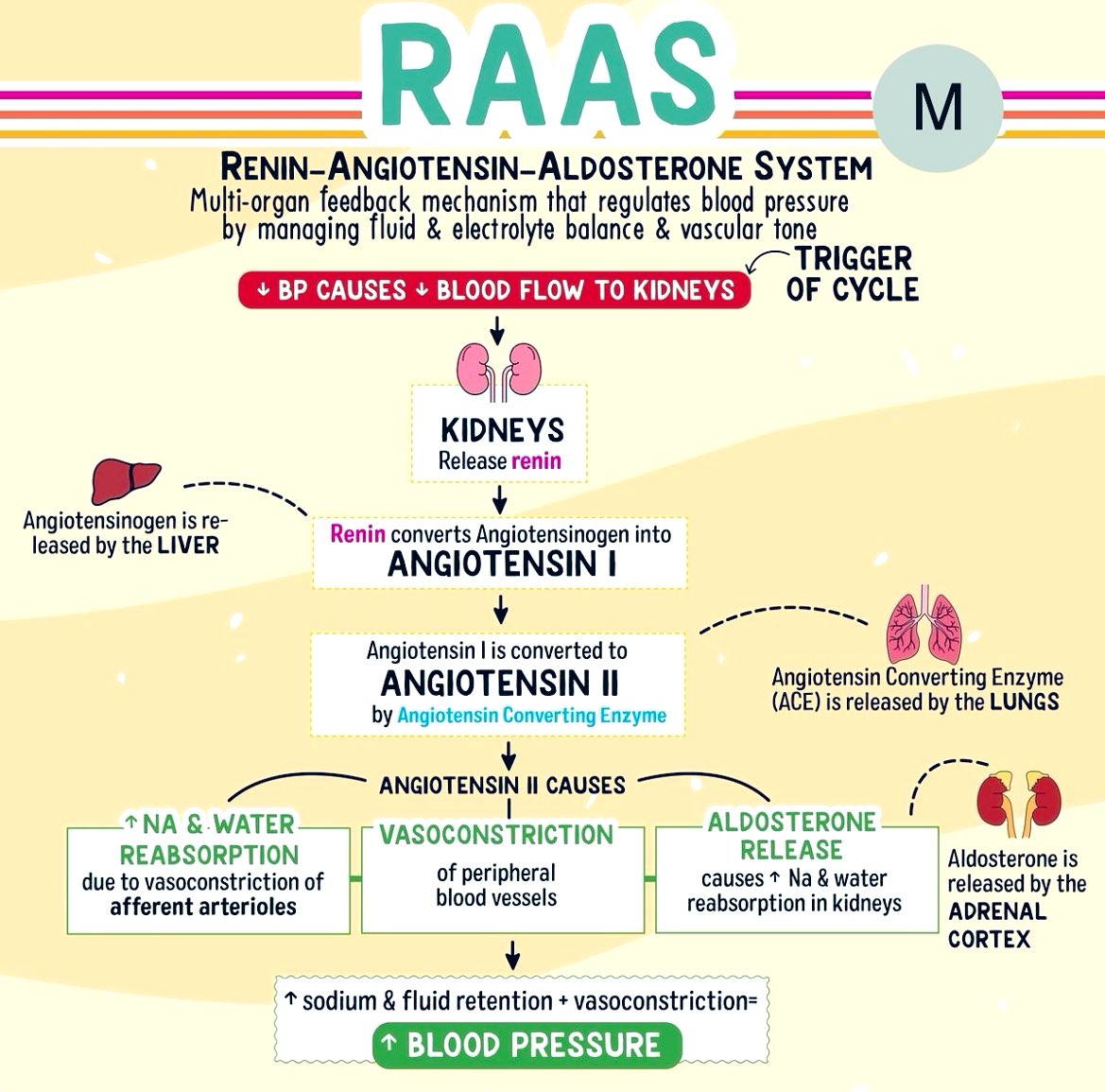 RAAS: Renin-Angiotensin-Aldosterone System