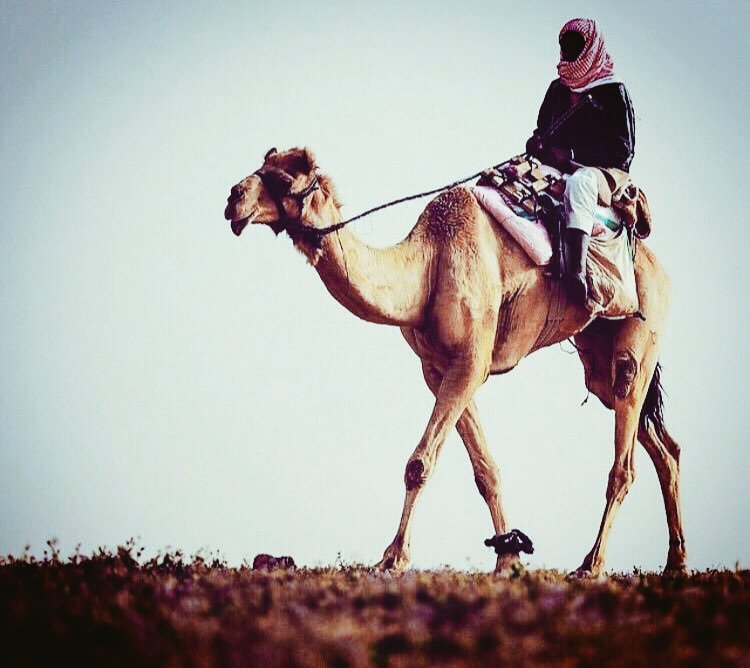 NzQ__14's tweet photo. قالت العرب :
      لا تنفق كل ما تملك
    ولا تقـل كـل مـا تعـرف
  ولا تصـدق كـل مـا تسمـع
ولا تنـخـدع بكـل مــا تــــرى https://t.co/VRsDMm38B8