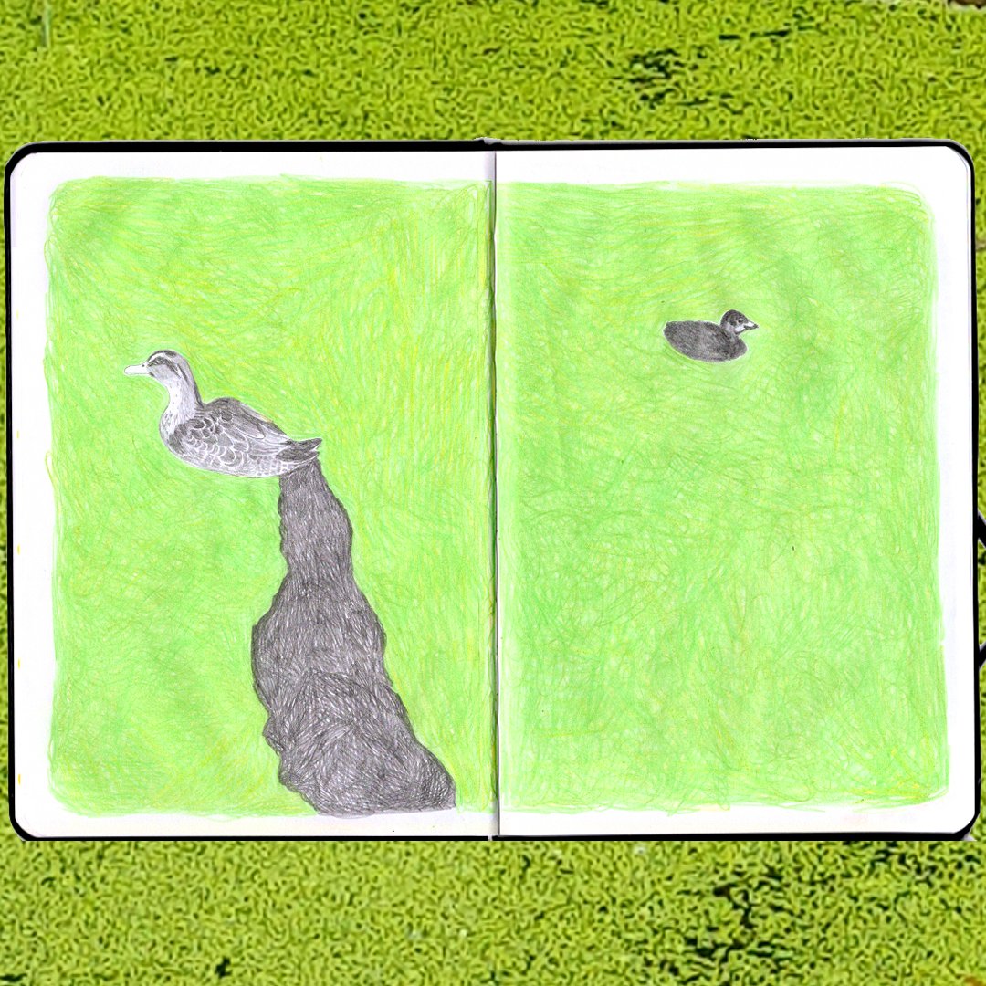 saw a lot of duckweed
and a baby moorhen that had no impact on the duckweed 😭