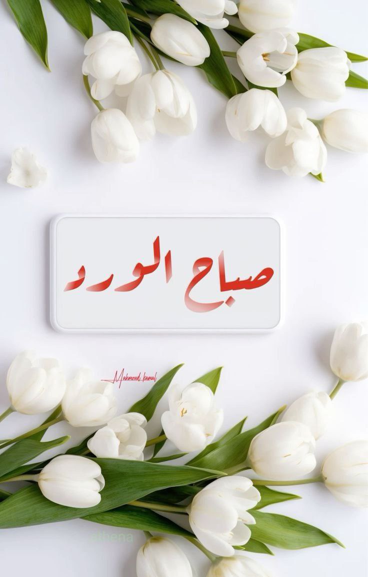 اڶمـﮪڕہ♥️ tweet media