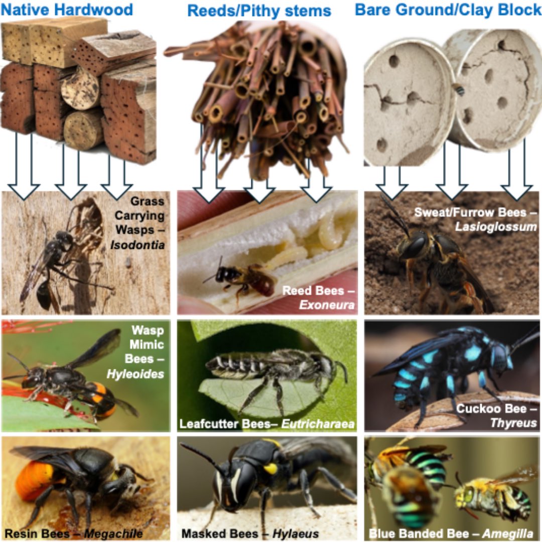 You’re so much better off making one yourself, you really don’t need much tools or materials to get started after you read a few of these tips.

 #pollinators #beehotels #nativebees #beehotel #beesofinstagram #nativebeesaustralia #beesofaustralia #🐝  #naturephotography