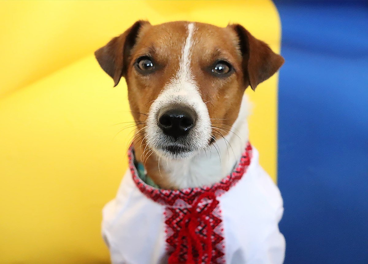 The new mascot for tron is here. 😎

The only doggo with $TRON in his name!