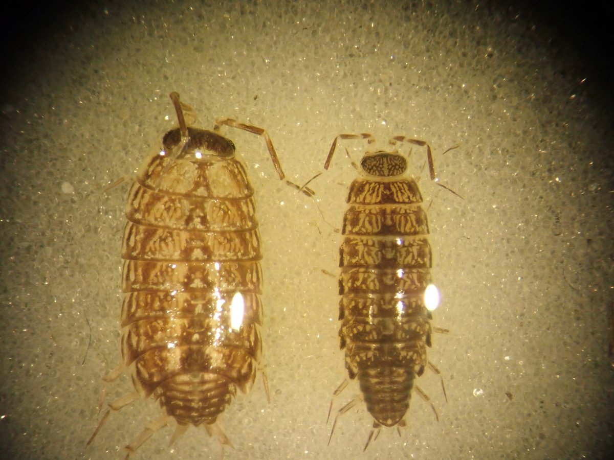 andymus1's tweet image. At long last, and well overdue, I seem to have found a 'first for Britain'. Say hello to the woodlouse Chaetophiloscia elongata.  Found from upper saltmarsh / seawall in north Kent in June. Thanks to the good folk on the isopod/myriopod Facebook group for confirming!