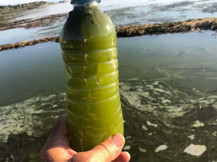 Göllerimiz can çekişiyor: Eğirdir Gölü'nde müsilaj da başladı

Türkiye'nin en büyük tatlı su göllerinden Eğirdir Gölü'nü ağır tahrip etmekte olan aşırı kirlilik, alg patlamasının ardından şimdi de müsilaja yol açtı. (DHA)

Kirlilik kaynakları kesilmezse gölü kaybedeceğiz.