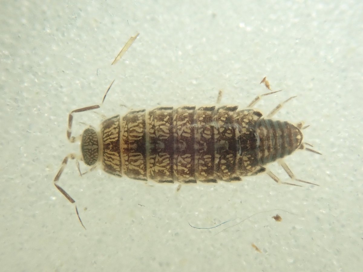 andymus1's tweet image. At long last, and well overdue, I seem to have found a 'first for Britain'. Say hello to the woodlouse Chaetophiloscia elongata.  Found from upper saltmarsh / seawall in north Kent in June. Thanks to the good folk on the isopod/myriopod Facebook group for confirming!