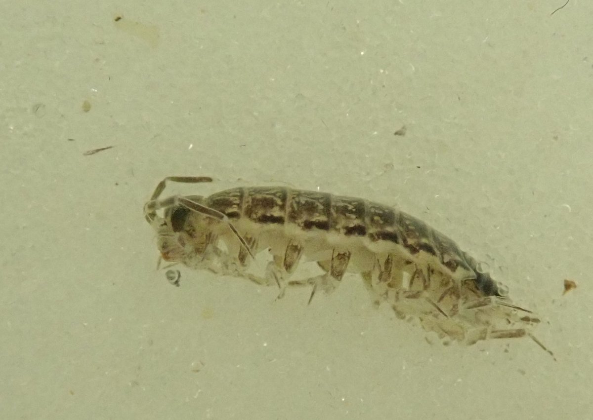 andymus1's tweet image. At long last, and well overdue, I seem to have found a 'first for Britain'. Say hello to the woodlouse Chaetophiloscia elongata.  Found from upper saltmarsh / seawall in north Kent in June. Thanks to the good folk on the isopod/myriopod Facebook group for confirming!