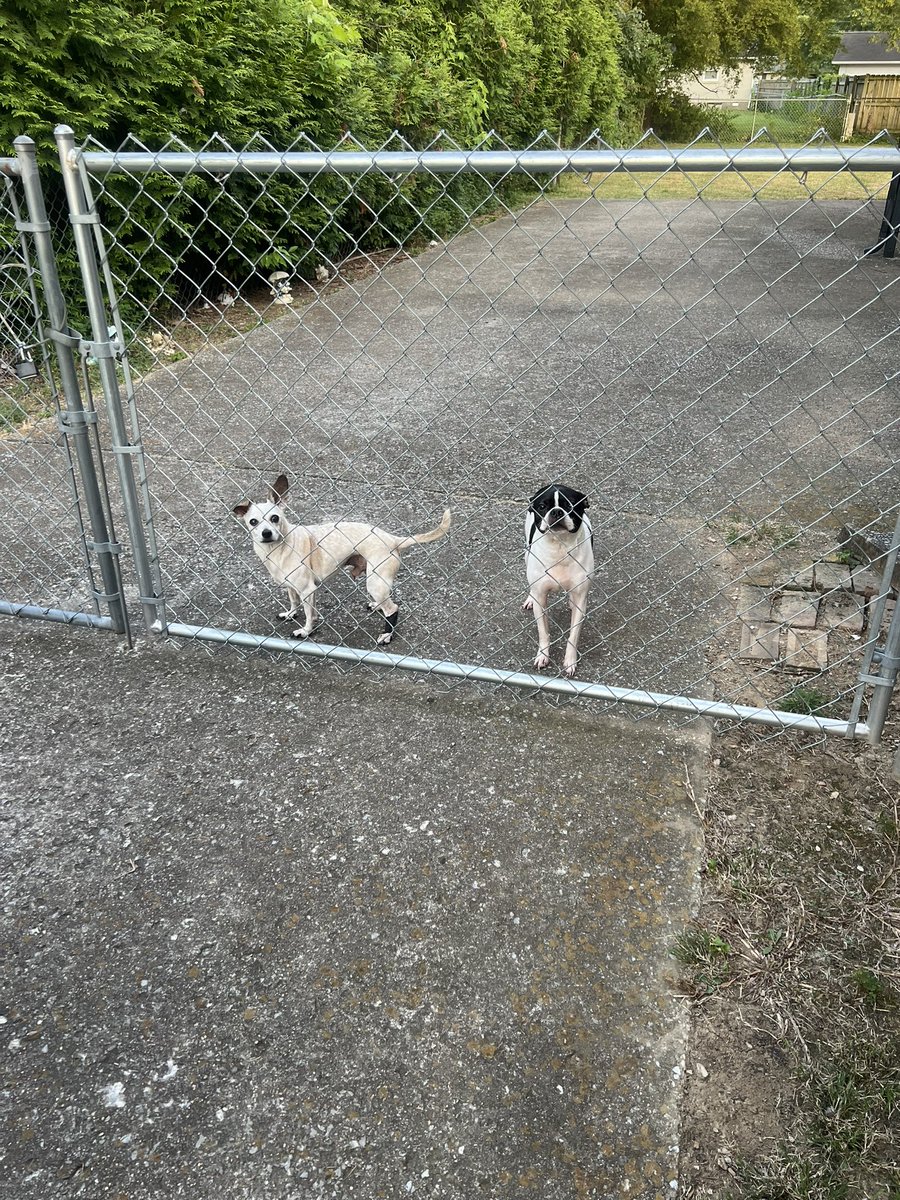 Just to let you know if you dare step foot in my yard, these viscous beasts will have your throat. #stalkersbeware