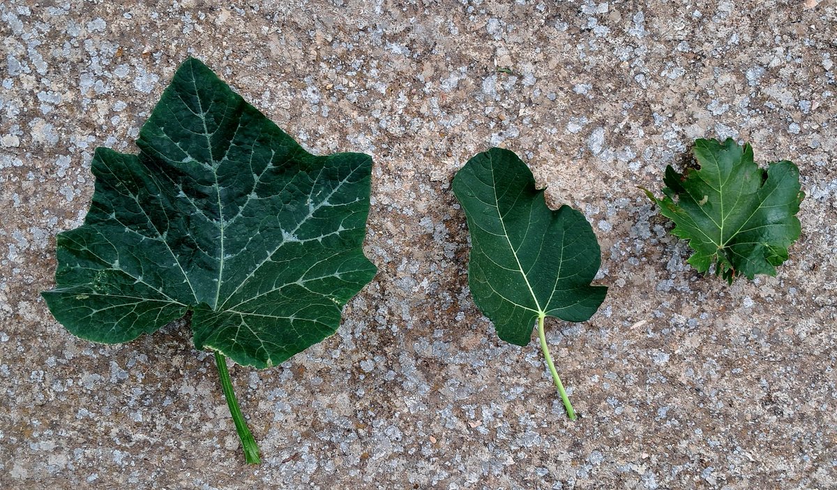 Martinelomar's tweet image. Hoja de calabaza, hoja de higuera y hoja de parra/vid. Adán y Eva escogieton la de higuera (Génesis 3, 7). Con lo que pica.  🤔 #AdányEva #Génesis #eltamañonoimporta #adáncomolaesculturagriega